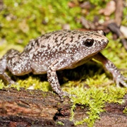 Eastern Narrow-Mouthed Toad