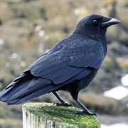 Crow