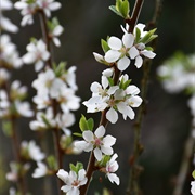 Japanese Bush Cherry (Prunus Japonica)