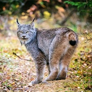 Lynx