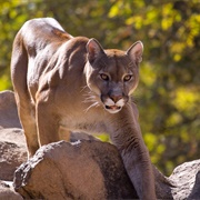 Mountain Lion