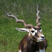 Antelope