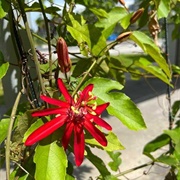 Scarlet Passion Flower (Passiflora Coccinea)