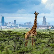 Nairobi National Park, Kenya