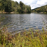 Tar Hollow State Forest