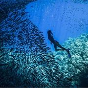 Take a Diving  Photo