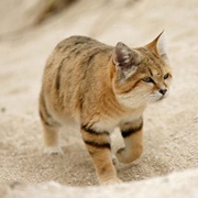Sand Cat