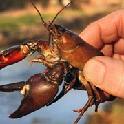 Eat a Crayfish