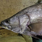 Nile Perch