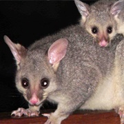 Possum