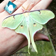 Luna Moth