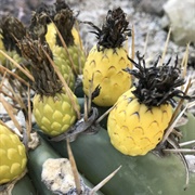 Ferocactus
