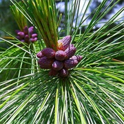 Chilghoza Pine (Pinus Gerardiana)