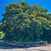 Spiller Field Magnolia Trees