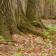 Johnson Woods State Nature Preserve