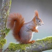 Eurasian Red Squirrel