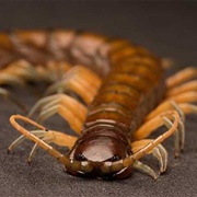 Centipede