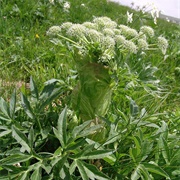 Dootsi (Agasyllis Latifolia)