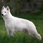 Swiss Shepherd