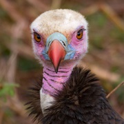 White Headed Vulture