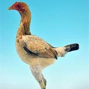 Wheaten Modern Game Bantam