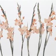 Gladiolas