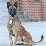 Groom a Belgian Malinois