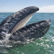 Grey Whale