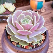 Lola Succulent