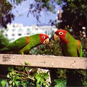 The Parrots of Telegraph Hill