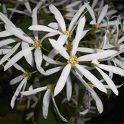 Chinese Serviceberry (Amelanchier Sinica)