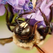 Xylocopa