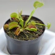 We Bite Rare & Unusual Plants (Permanently Closed)