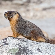 Marmot