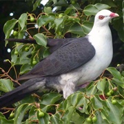 White Headed Pigeon
