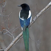 Magpie
