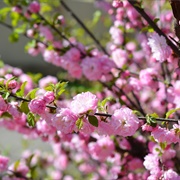 Flowering Plum (Prunus Triloba)