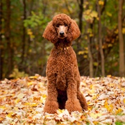 Get a Standard Poodle