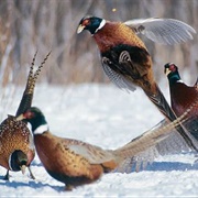 A Bouquet of Pheasant