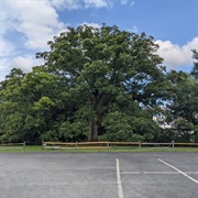 Travilah Oak Tree