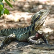 Eastern Water Dragon