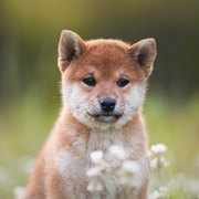 Groom a Shiba Inu