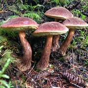 Bolete Mushroom