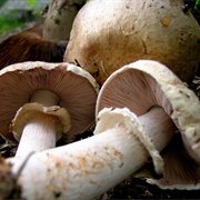 Agaricus Amicosus