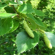 Silver Birch Leaves