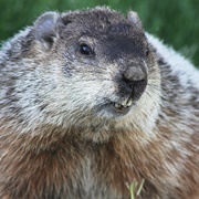 Woodchuck