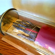 Severed Arm of Saint Edmund