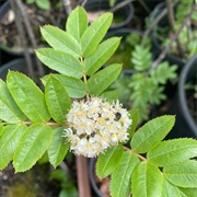 Greene's Mountain-Ash (Sorbus Scopulina)