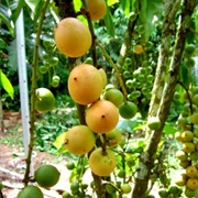 Kapundung (Baccaurea Racemosa)