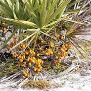 Saw Palmetto (Serenoa)